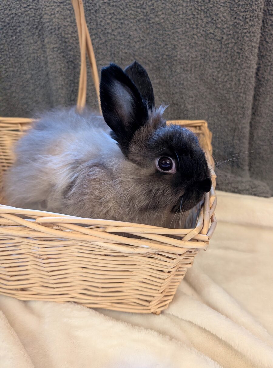 A fluffy Jersey Wooly rabbit with dark ears and face sitting in a wicker basket