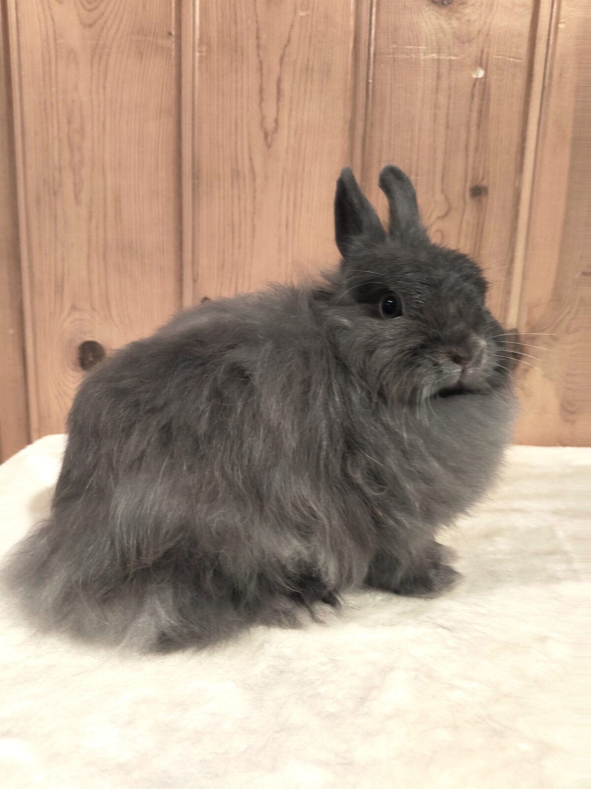 A fluffy blue Jersey Wooly rabbit sitting on a cream blanket in front of a wood-paneled wall